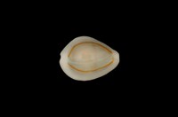 藏品(金環寶螺)的圖片